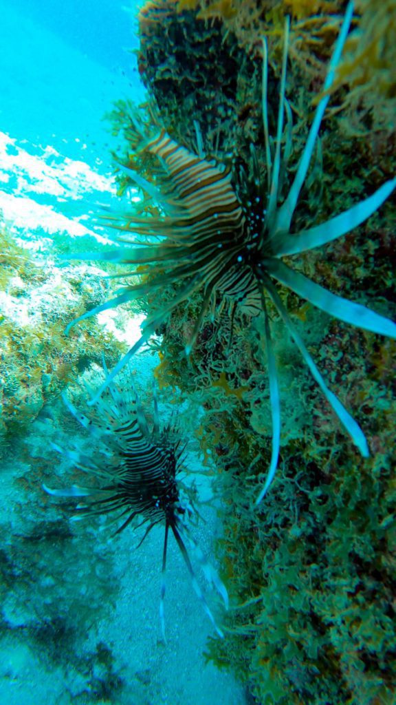 Lionfish