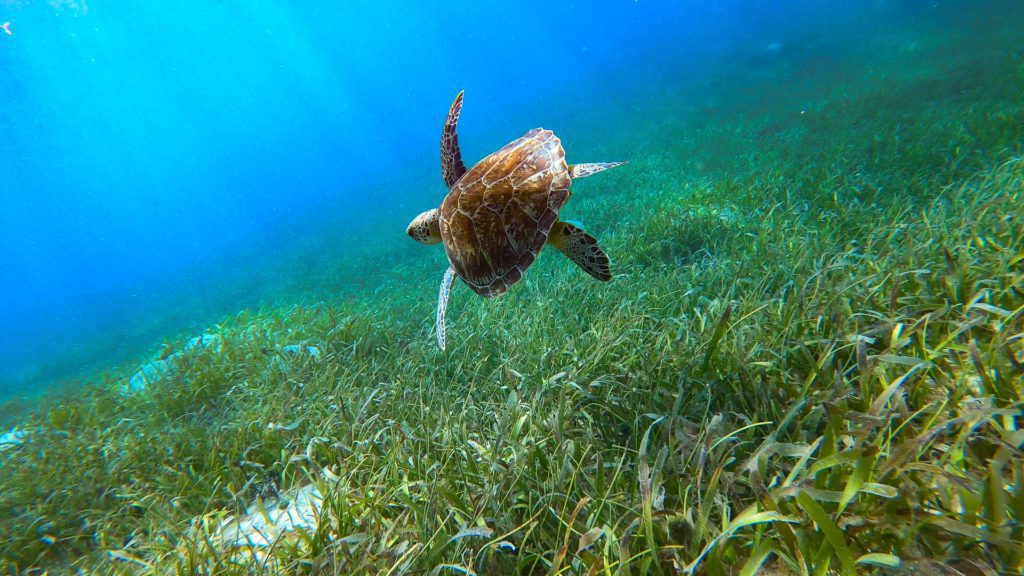 Sea Turtle