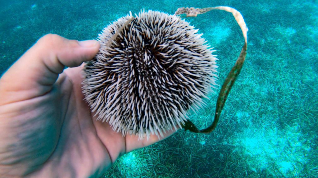 Black Caribbean Sea Urchin