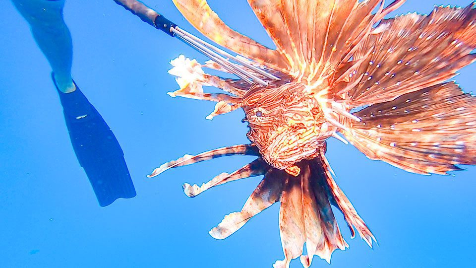 Lionfish
