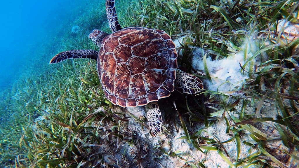 Leatherback Turtle