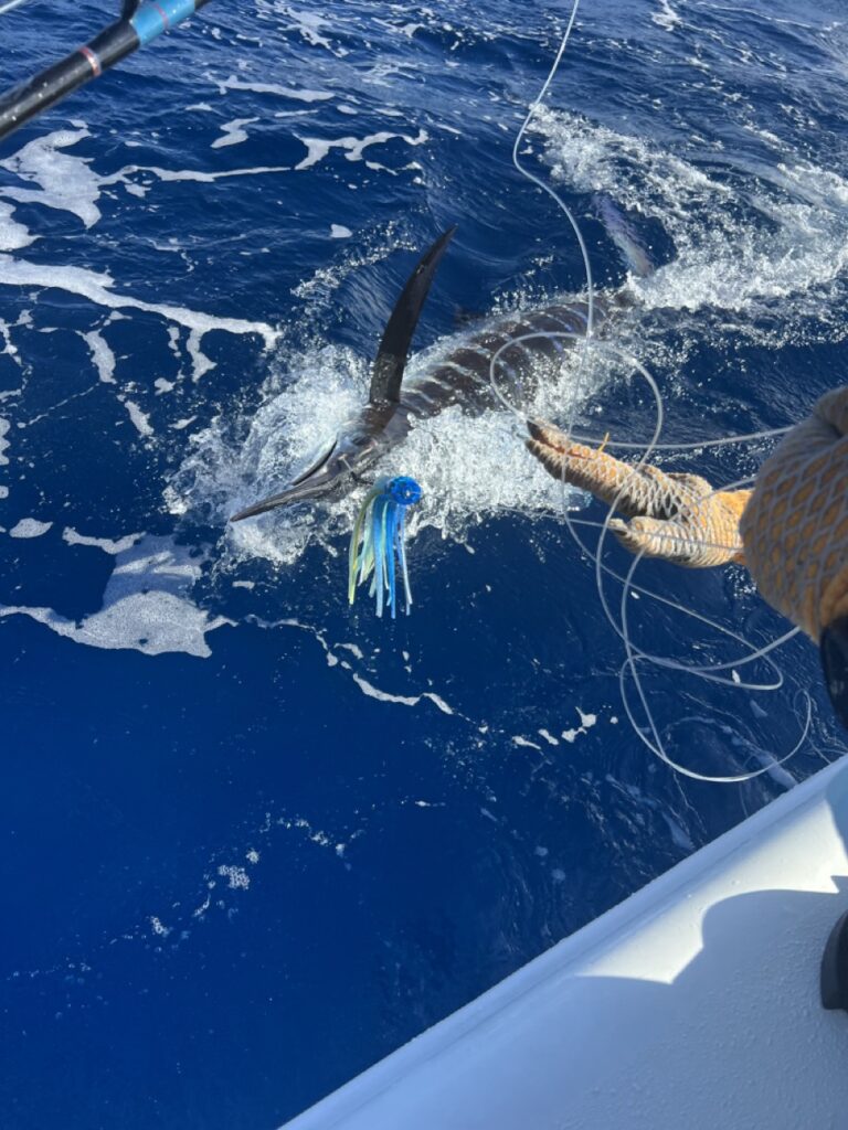 Blue Marlin