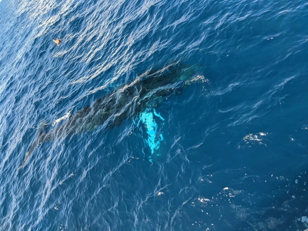 Turtle Breach