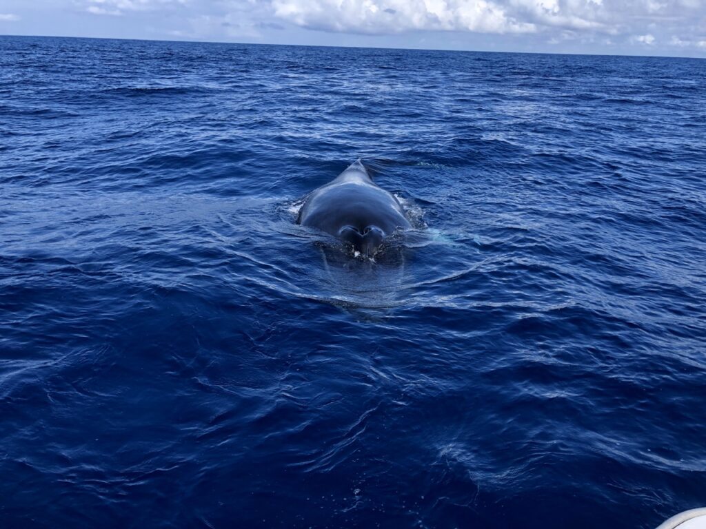 Whale Breach