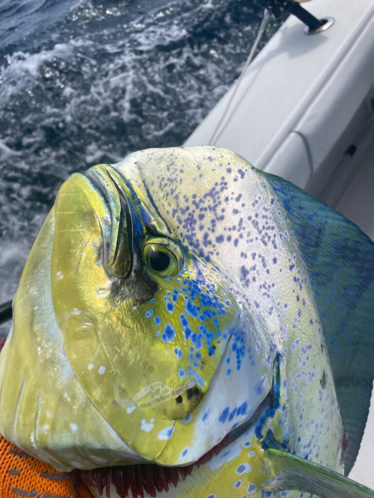 Grumpy Dorado